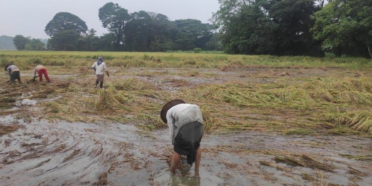 Myanmar ram chhung bago-a tuilianin buhfai chin lamah harsatna a ti zual niin Loneitute chuan an sawi